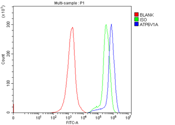 ATP6V1A Rabbit Polyclonal Antibody