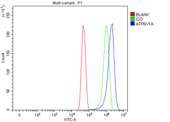 ATP6V1A Rabbit Polyclonal Antibody