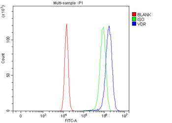 Vitamin D Receptor/VDR Rabbit Polyclonal Antibody