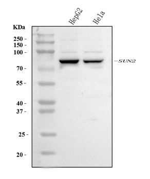 SUN2 Rabbit Polyclonal Antibody