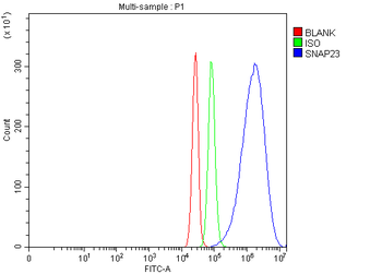SNAP23 Rabbit Polyclonal Antibody