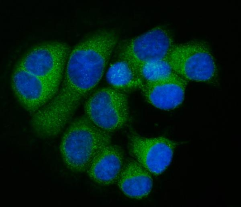 RPL32 Rabbit Polyclonal Antibody