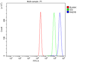 RAD18 Rabbit Polyclonal Antibody