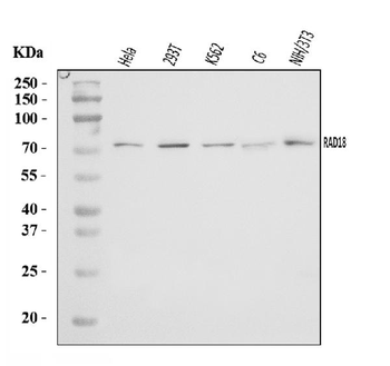 RAD18 Rabbit Polyclonal Antibody