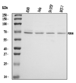 P2X4/P2RX4 Rabbit Polyclonal Antibody