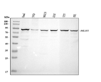 MLH1 Rabbit Polyclonal Antibody