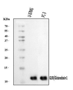 Glutaredoxin 1/GLRX Rabbit Polyclonal Antibody
