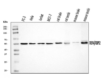 FKBP52/FKBP4 Rabbit Polyclonal Antibody