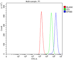 KAT3B/p300/EP300 Rabbit Polyclonal Antibody
