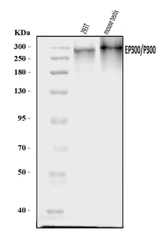 KAT3B/p300/EP300 Rabbit Polyclonal Antibody