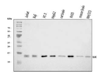 Elongin-C/ELOC Rabbit Polyclonal Antibody