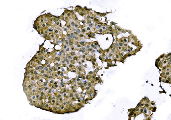 TCEB2/Elongin-B/ELOB Rabbit Polyclonal Antibody