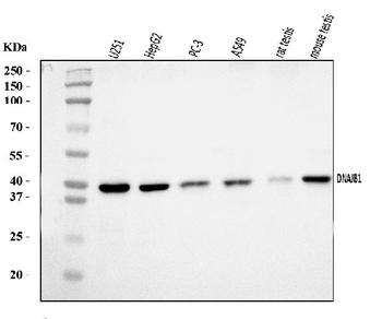 Hsp40/DNAJB1 Rabbit Polyclonal Antibody