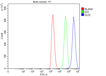DLX2 Rabbit Polyclonal Antibody