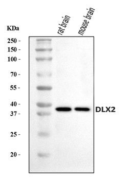 DLX2 Rabbit Polyclonal Antibody