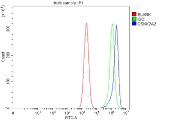 CSNK2A2 Rabbit Polyclonal Antibody
