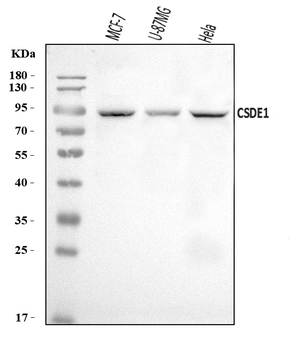 CSDE1/NRU Rabbit Polyclonal Antibody