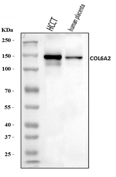 Collagen VI/COL6A2 Rabbit Polyclonal Antibody