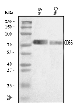 CD36 Rabbit Polyclonal Antibody