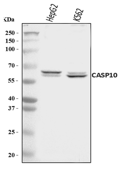 Caspase-10/CASP10/10 Rabbit Polyclonal Antibody