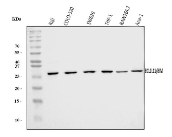 Bim/BCL2L11 Rabbit Polyclonal Antibody