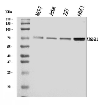 ATG16L1 Rabbit Polyclonal Antibody