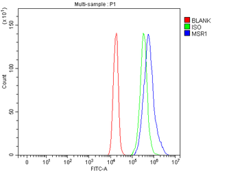 CD204/Msr1 Rabbit Polyclonal Antibody