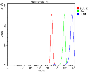 HCN4 Rabbit Polyclonal Antibody
