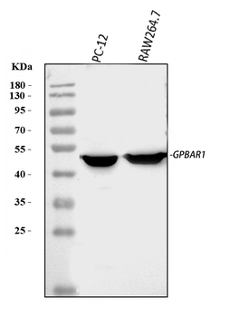GPCR TGR5/GPBAR1 Rabbit Polyclonal Antibody