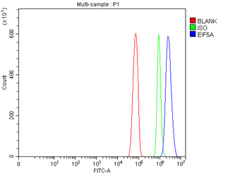 EIF5A Rabbit Polyclonal Antibody