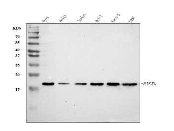 EIF5A Rabbit Polyclonal Antibody