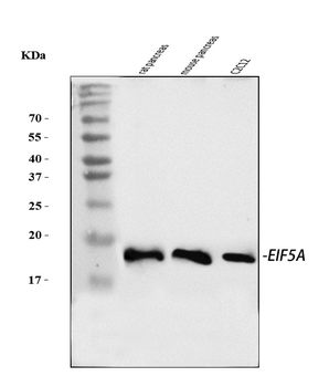 EIF5A Rabbit Polyclonal Antibody