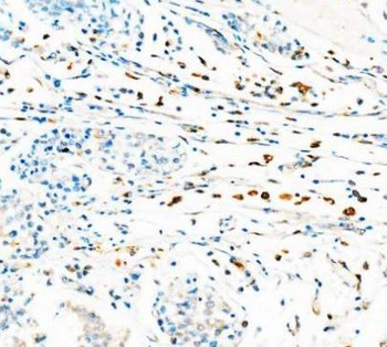 CD68 Rabbit Polyclonal Antibody