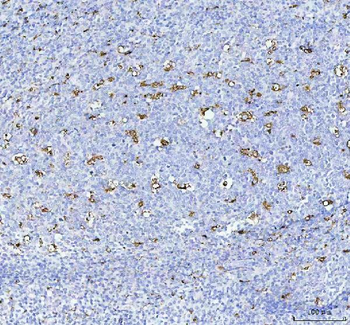 CD68 Rabbit Polyclonal Antibody