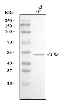 CCR2 Rabbit Polyclonal Antibody