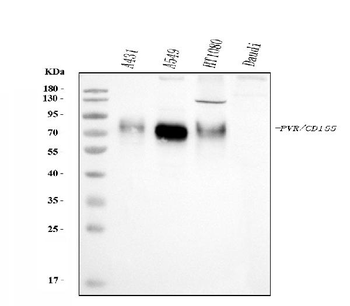 Poliovirus Receptor/PVR Mouse Monoclonal Antibody