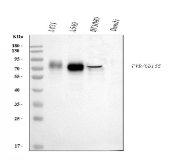 Poliovirus Receptor/PVR Mouse Monoclonal Antibody