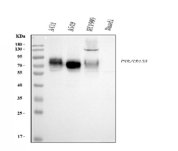 Poliovirus Receptor/PVR Mouse Monoclonal Antibody