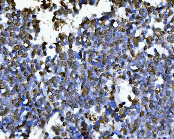 PC4/SUB1 Mouse Monoclonal Antibody