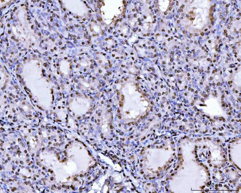 PC4/SUB1 Mouse Monoclonal Antibody