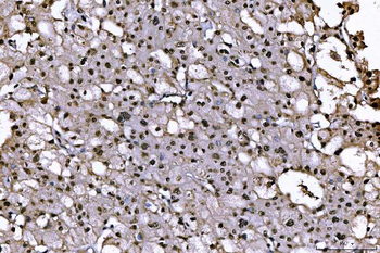 PC4/SUB1 Mouse Monoclonal Antibody