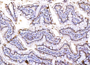 PC4/SUB1 Mouse Monoclonal Antibody
