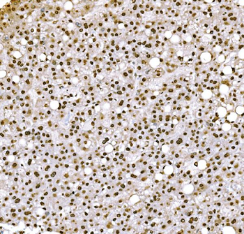 Histone H1.0/H1F0/H1 Mouse Monoclonal Antibody