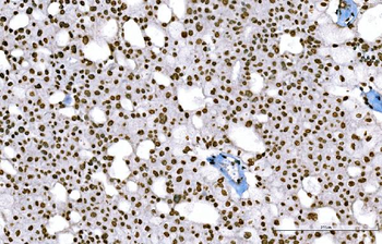 Histone H1.0/H1F0/H1 Mouse Monoclonal Antibody