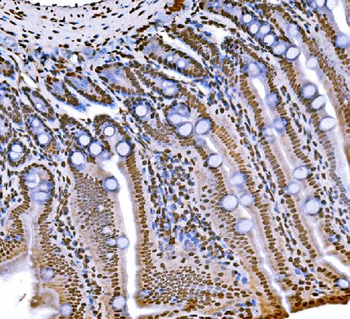 Histone H1.0/H1F0/H1 Mouse Monoclonal Antibody