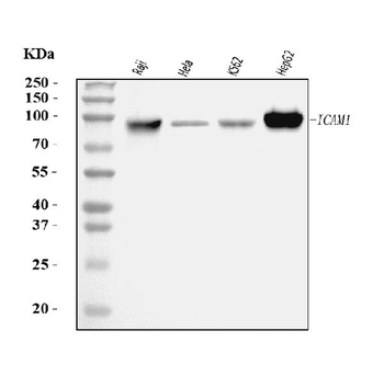 ICAM1 Mouse Monoclonal Antibody