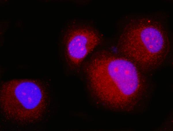 p23/PTGES3 Mouse Monoclonal Antibody