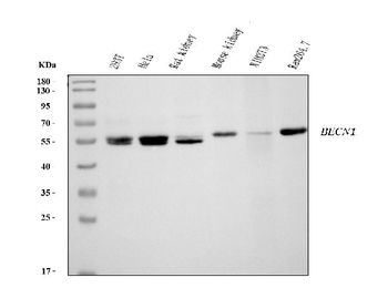Beclin 1 Mouse Monoclonal Antibody