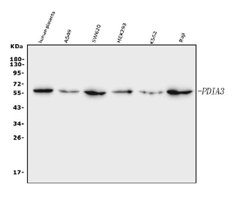 ERp57 Mouse Monoclonal Antibody