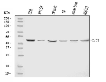 ZIC1 Rabbit Polyclonal Antibody